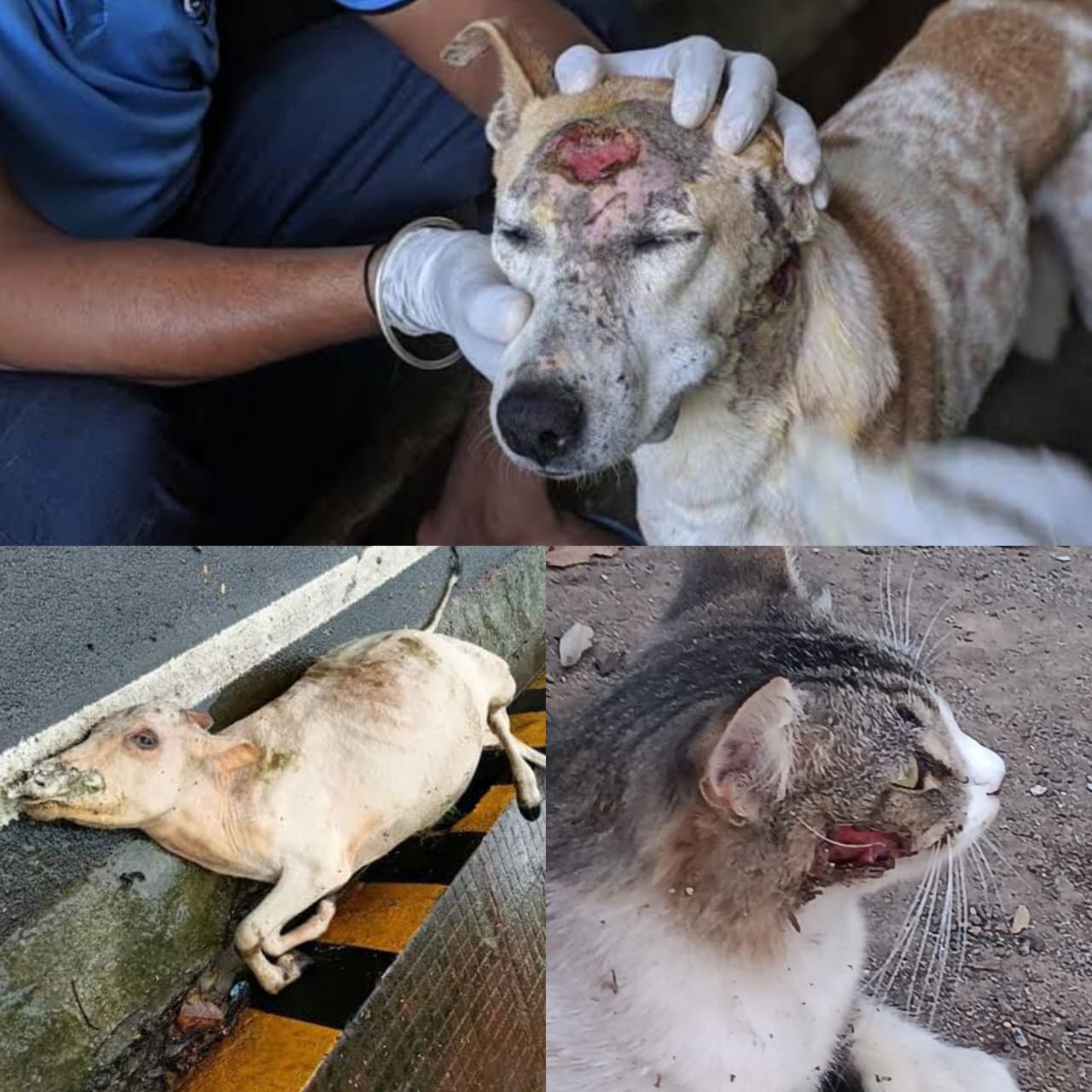 Rescued animal